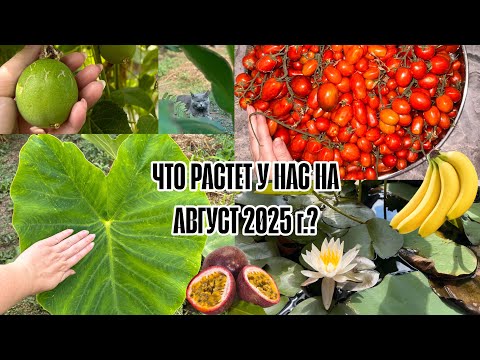 Видео: Что у нас растет на начало августа? Маракуйя, бананы, черри из магнита и пр. 