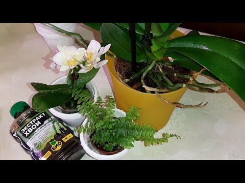Видео: Новые Орхидеи и Папоротник Нефролепис | Обработка Листьев и Грунта от Вредителей | Экстракт Хвои