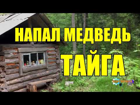 Видео: АТАКА МЕДВЕДЯ  | ГЕОЛОГИ ЖИЗНЬ В ТАЙГЕ