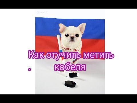 Видео: Как отучить кобеля метить