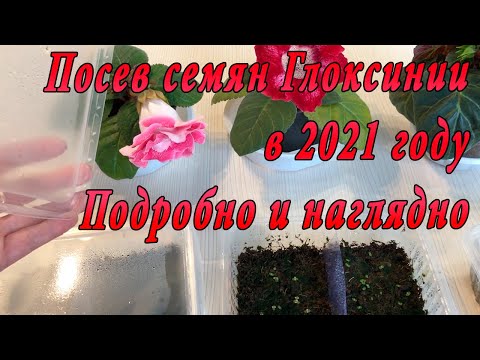 Видео: Посев семян Глоксинии в 2021 году. Подробно и наглядно