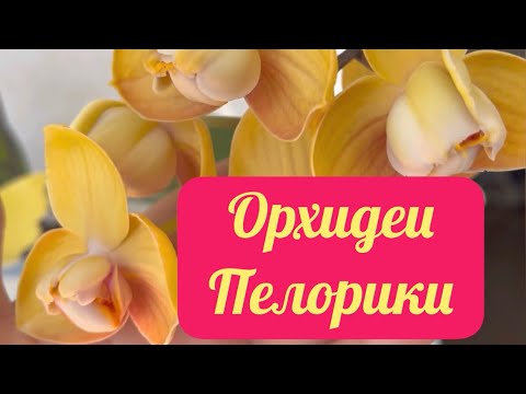 Видео: ЧТО СЛУЧИЛОСЬ с ОРХИДЕЕЙ после ГОРМОНАЛЬНОЙ ФИТОПАСТЫ?