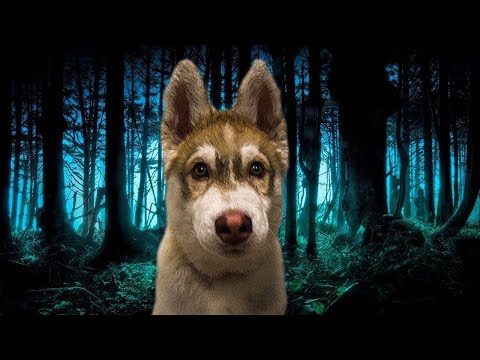 Видео: Все серии МАЛЕНЬКИЙ ХАСКИ БУБЛИК (Mister Booble) Говорящая собака