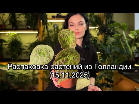Видео: ОБЗОР,  распаковка поставки  растений из Голландии 🌱(15.11.20.25)