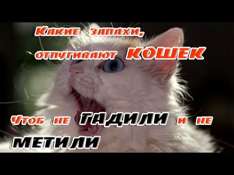 Видео: Какие запахи, отпугивающие кошек, чтоб не гадили и не метили➤ Как отучить кошку от пакостей?