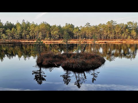 Видео: Selisoo Suurlaugas Järv | Озеро Суурлаугас в Селисоо