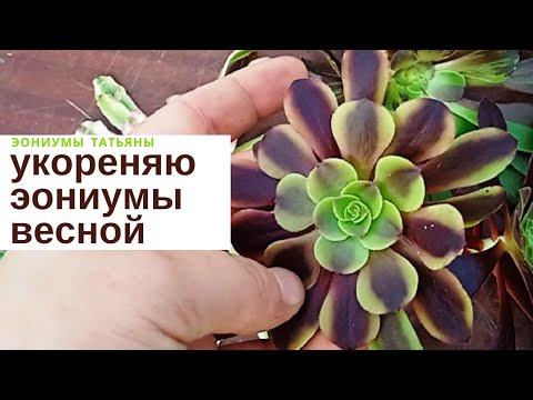 Видео: Укореняю черенки эониумов весной