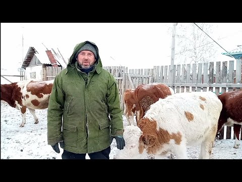 Видео: Дорого продаём молоко/Не хотим снимать правду