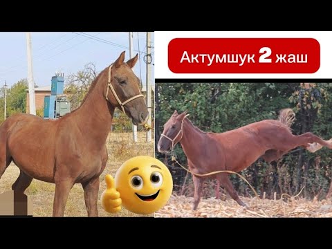 Видео: Актумшук кунан 