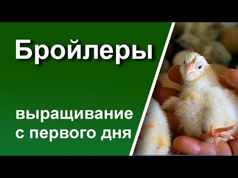 Видео: Бройлер с первого дня