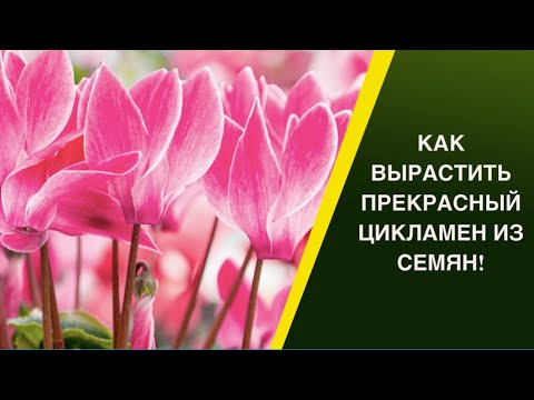 Видео: ВЫРАСТИТЬ ЦИКЛАМЕН ИЗ СЕМЯН РЕАЛЬНО! РАБОЧИЕ РЕКОМЕНДАЦИИ!