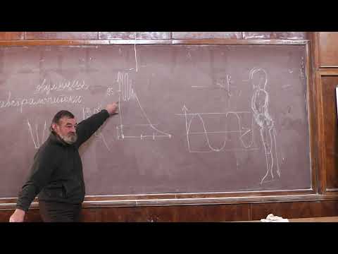 Видео: 27 Артерии, вены, давление крови