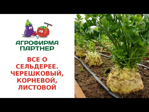 Видео: ВСЕ О СЕЛЬДЕРЕЕ. ЧЕРЕШКОВЫЙ, КОРНЕВОЙ, ЛИСТОВОЙ