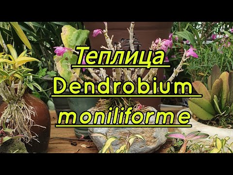 Видео: Теплица Dendrobium  moniliforme и не только.... МАСТЕР КЛАСС посадка орхидеи на камень.서운산난원.