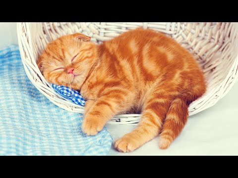 Видео: [Без рекламы] Музыка арфы и звук воды для крепкого сна💤😽Расслабляющая музыка для сна для котят
