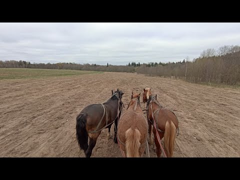Видео: Прикатывание почвы при помощи упряжных лошадей.