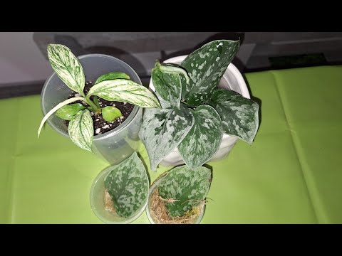 Видео: КОМНАТНЫЕ РАСТЕНИЯ(ЦВЕТЫ).УРА!!!НОВИНОЧКИ!!!