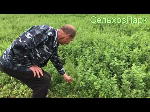 Видео: Когда косить Люцерну пресс-подборщиком