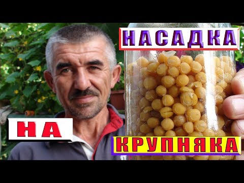 Видео: Уловистая насадка. Как сварить горох для рыбалки.