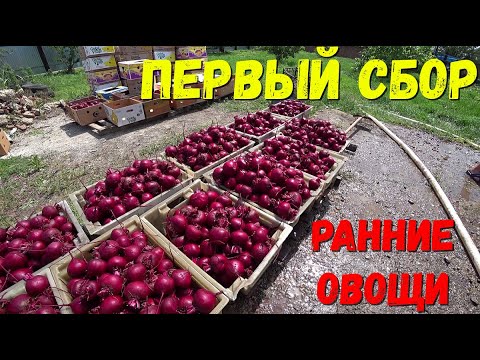 Видео: Уборка ранней столовой свёклы 2021/Собираем Урожай Овощей/Богатый Урожай овощей.