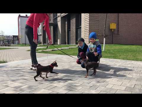 Видео: Щенки Той терьера ПРОДАНЫ