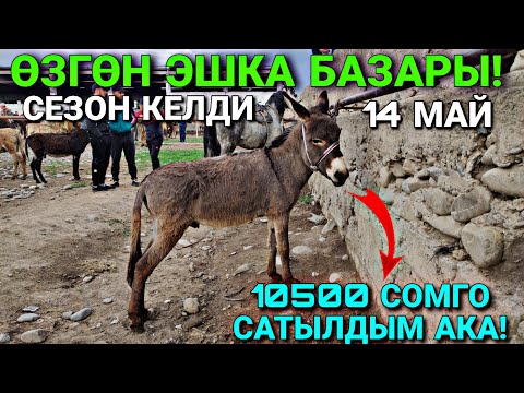 Видео: ЧОҢ ЭШЕК ЧОҢ АКЧА БОЛОТ ЭКЕН 🤯🤯 #байтв