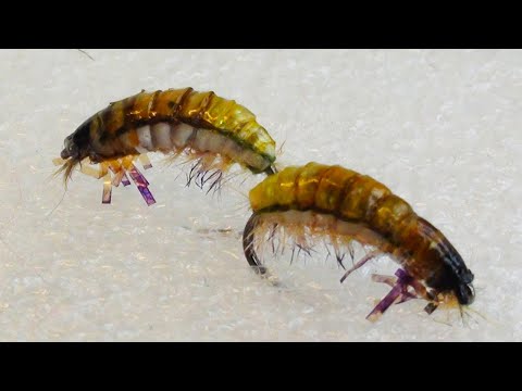 Видео: Мушка на хариуса и ленка ручейник вариация