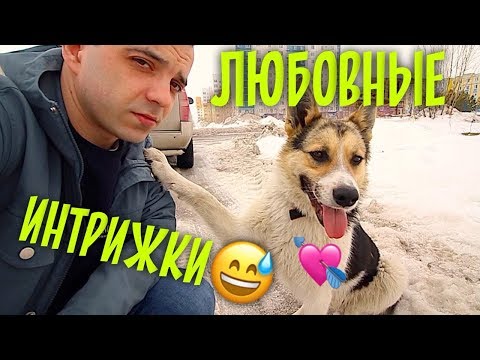 Видео: Love story у собак дворняжек. Тузик и Биля.