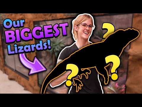 Видео: Познакомьтесь с нашими самыми большими ящерицами!