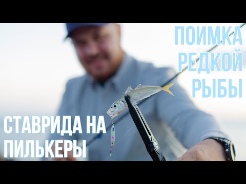 Видео: ROCKFISHING летом. Ловля СТАВРИДЫ на пилькеры и поимка редкой рыбы🎣