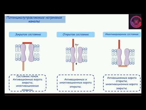 Видео: Потенциал действия