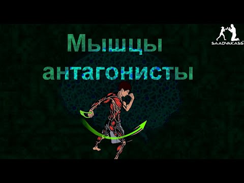 Видео: НАУКА Скоростного Тренажёра ЭВНИК. Принцип ОПТИМИЗАЦИИ раб. Мышц Антагонистов, ОТКРЫТИЕ В СПОРТЕ.