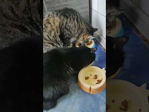 Видео: #котики 😺😺😺#котики Уступил даме!