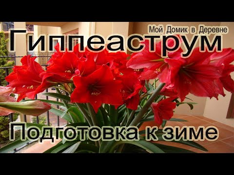 Видео: Гиппеаструм ! Уборка на зимнее хранение !