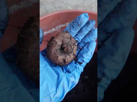Видео: Как сохранить клубень 🥔😴 глоксинии #глоксинии #каксохранитьклубеньглоксинии #клубеньглоксинии 