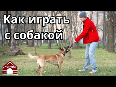 Видео: 155. Как правильно играть с собакой. Как разыграть собаку?