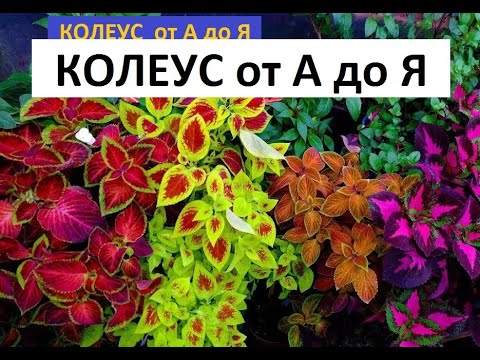 Видео: Колеус от А до Я