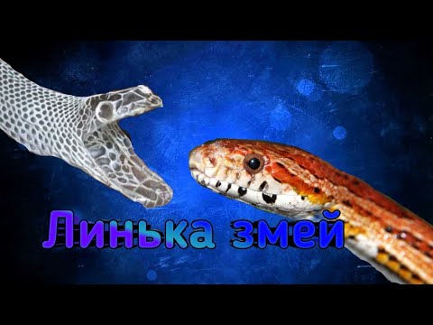 Видео: Линька змей. Для чего линяют змеи ? правильноя линька у змей.
