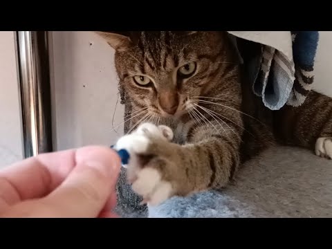 Видео: Битва за веревочку