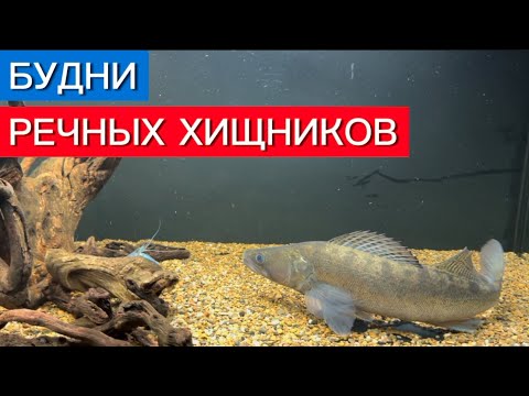 Видео: СУДАК ПРОГОЛОДАЛСЯ (НОЧЬЮ). НОВЫЕ ЖИВЦЫ.