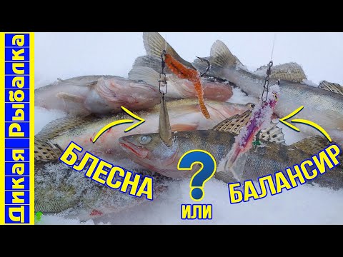Видео: Зимняя рыбалка на судака. Что лучше: блесна или балансир? Ловля хищника при -20°C