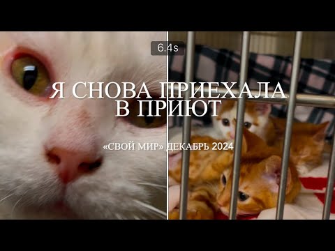 Видео: Я снова приехала в приют. 🐈🐈‍⬛🐕🐕‍🦺🐾