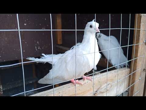 Видео: Дядь Рома, а Вы не задумываетесь о декоративной птице?