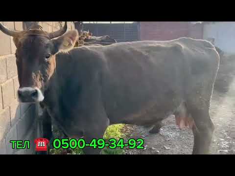 Видео: 7-БАШ СААН БООЗ УЙЛАР ЧЫКТЫ САТУУГА КӨРҮҢҮЗ ЧҮЙ ОБЛУСУ КАРАБАЛТА ШААРЫНДА ТУРАТ ЧАЛЫҢЫЗДАР ✅📞