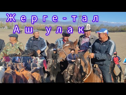 Видео: Куту саяпкер улак берди 5 ноября 2023