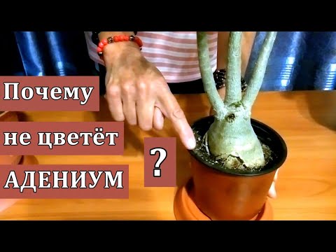 Видео: Секреты выращивания Адениума - как добиться роскошного цветения !