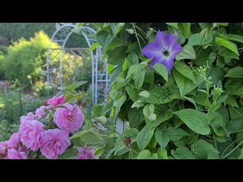 Видео: Вернулась посылка с саженцами. Месяц в коробке. Кто выжил?