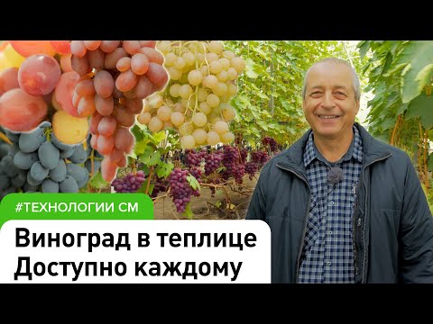 Видео: Основы выращивания винограда в теплице #садовыйэксперт