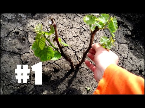 Видео: Уход за саженцами винограда сразу после посадки, нормировка побегами и прочие мероприятия