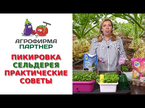 Видео: ПИКИРОВКА СЕЛЬДЕРЕЯ. ПРАКТИЧЕСКИЕ СОВЕТЫ